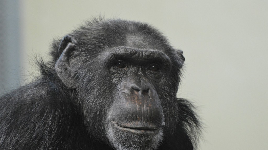 人間はチンパンジーのDNAを持っていますか