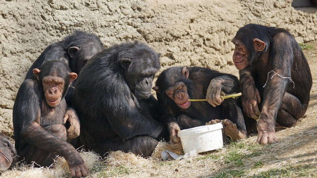チンパンジーはどうやってバナナを食べるのか