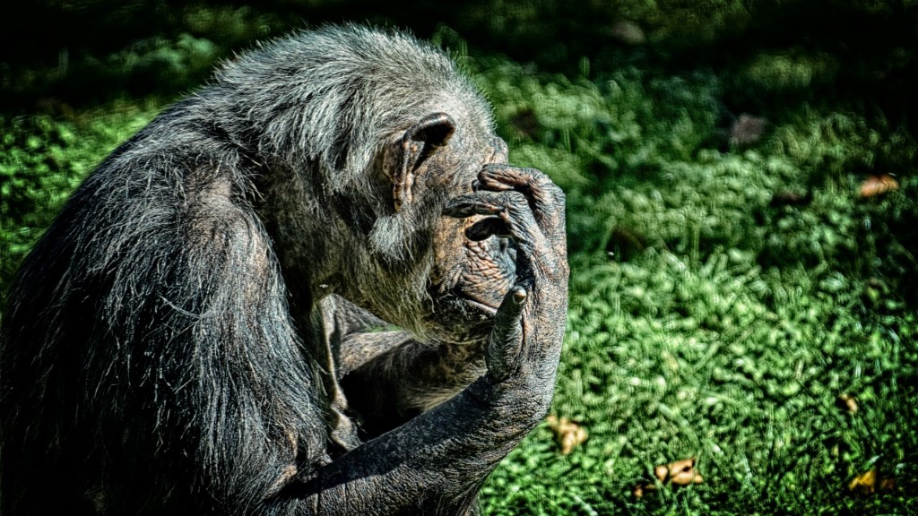 # 母親チンパンジーが子どもに教えることは何ですか?