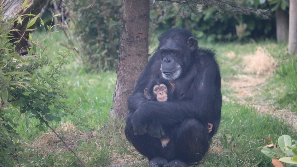 訓練されたチンパンジーはいくらですか